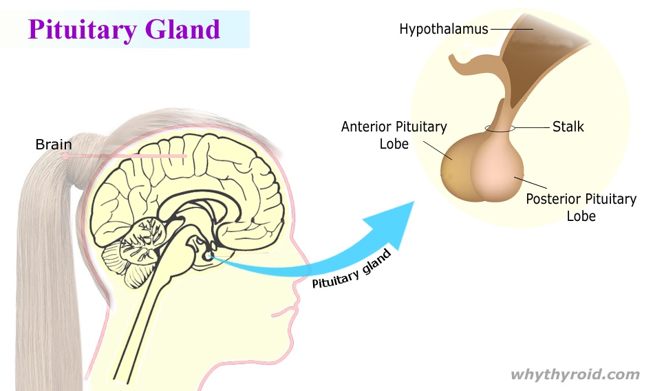 Location of the Pituitary Gland
