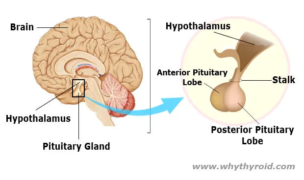 Location of Hypothalamus Gland