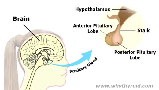 Location of Pituitary Gland