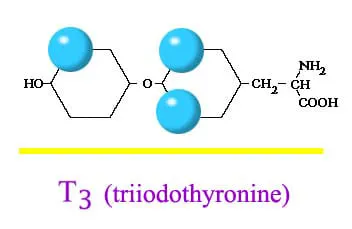 T3 Triiodothyronine
