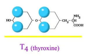 T4 Thyroxine