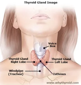 Thyroid Gland Image