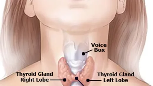 Thyroid Gland Image